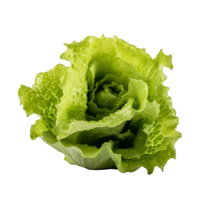 Lettuce (Mini Cos) TWIN PACK